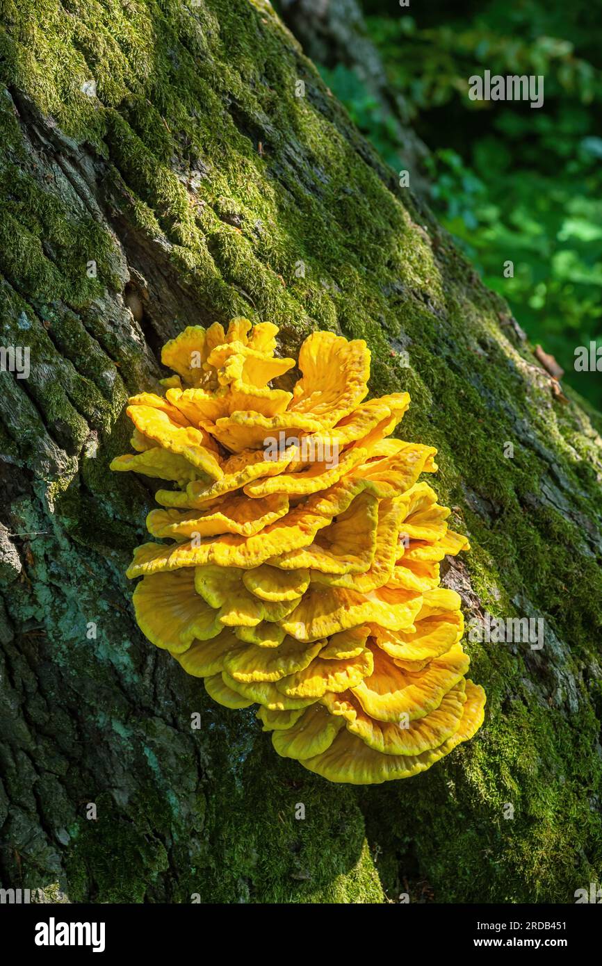 Nella foresta estiva, nella corteccia degli alberi cresce un grande fungo giallo di pollo del bosco. Laetiporus sulfureus Bracket fungo che cresce su tronchi d'albero. Grande solfo Foto Stock
