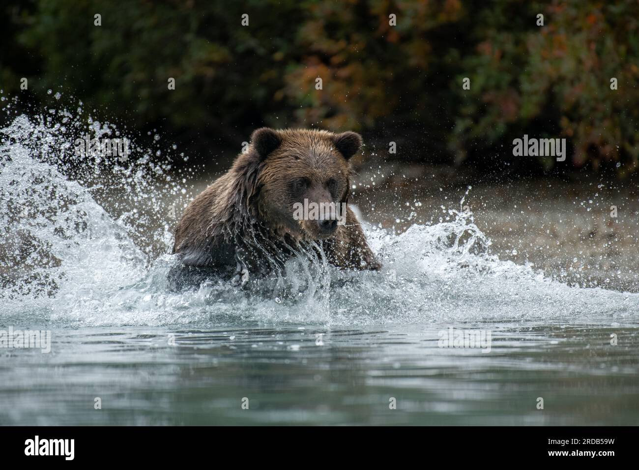 L'orso che caccia il salmone. ALASKA; USA: Le fotografie MAGICHE hanno mostrato un orso grizzly a grandezza naturale che spruzza in un fiume. Nell'immagine, il gigantesco b marrone Foto Stock