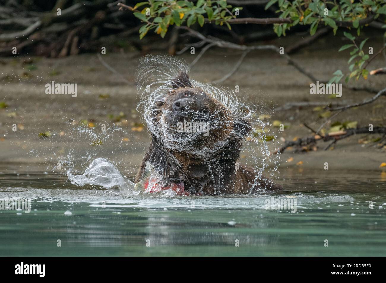 L'incredibile fotografia di un orso che scuote l'acqua dalla sua pelliccia. ALASKA; USA: Le fotografie MAGICHE hanno mostrato un orso grizzly a grandezza naturale che spruzza in un fiume. Foto Stock
