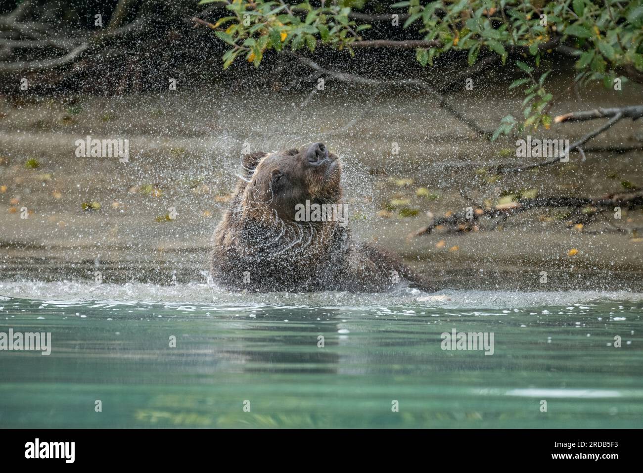 L'orso ha un mantello spesso ed è adatto per la pesca. ALASKA; USA: Le fotografie MAGICHE hanno mostrato un orso grizzly a grandezza naturale che spruzza in un fiume. In TH Foto Stock