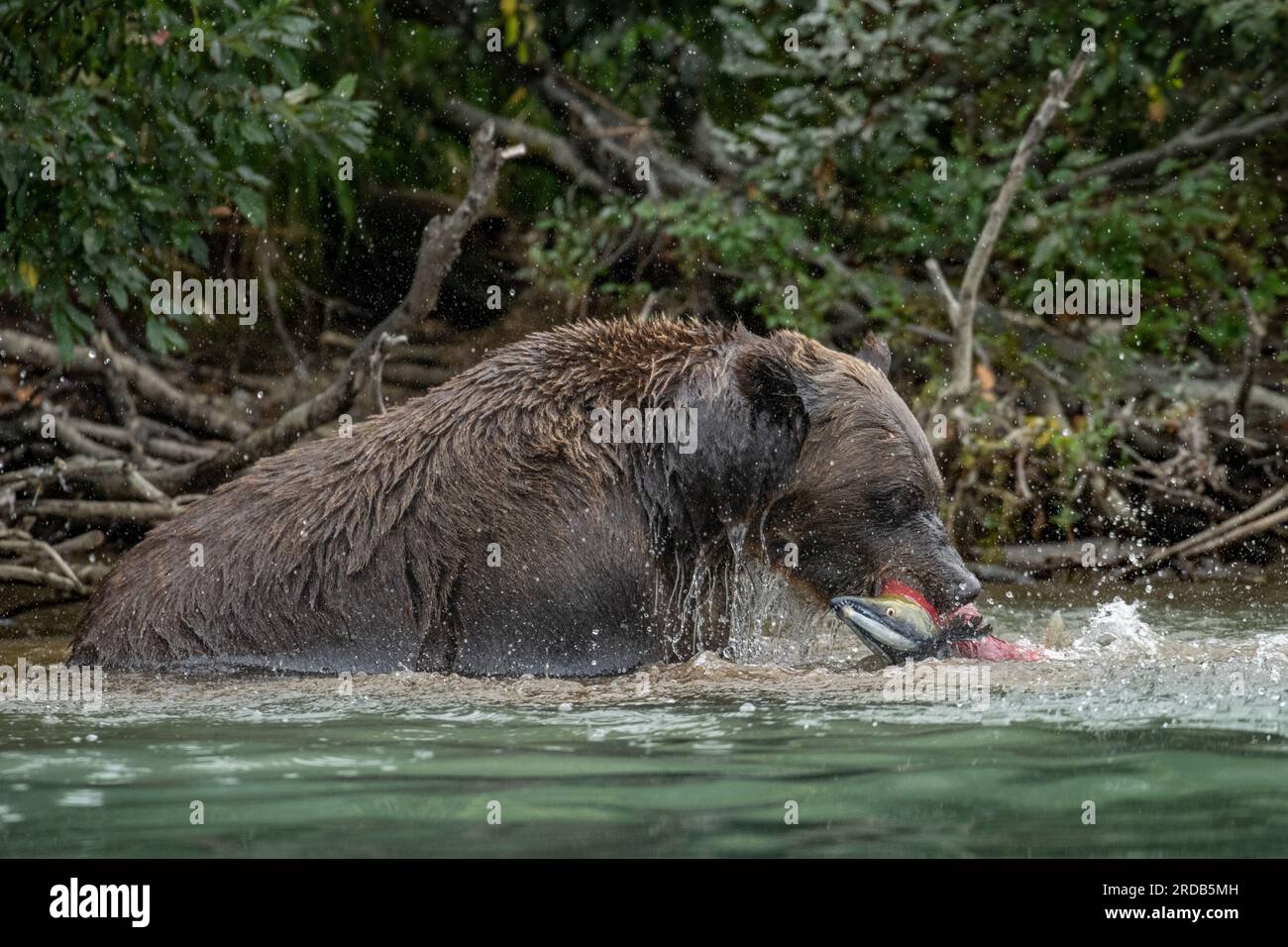 L'orso bruno ha catturato un pesce. ALASKA; USA: Le fotografie MAGICHE hanno mostrato un orso grizzly a grandezza naturale che spruzza in un fiume. Nell'immagine, i giganti Foto Stock