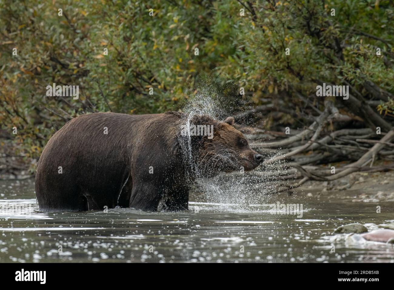 L'orso marrone che scuote la sua pelliccia bagnata. ALASKA; USA: Le fotografie MAGICHE hanno mostrato un orso grizzly a grandezza naturale che spruzza in un fiume. Nell'immagine, il gigan Foto Stock