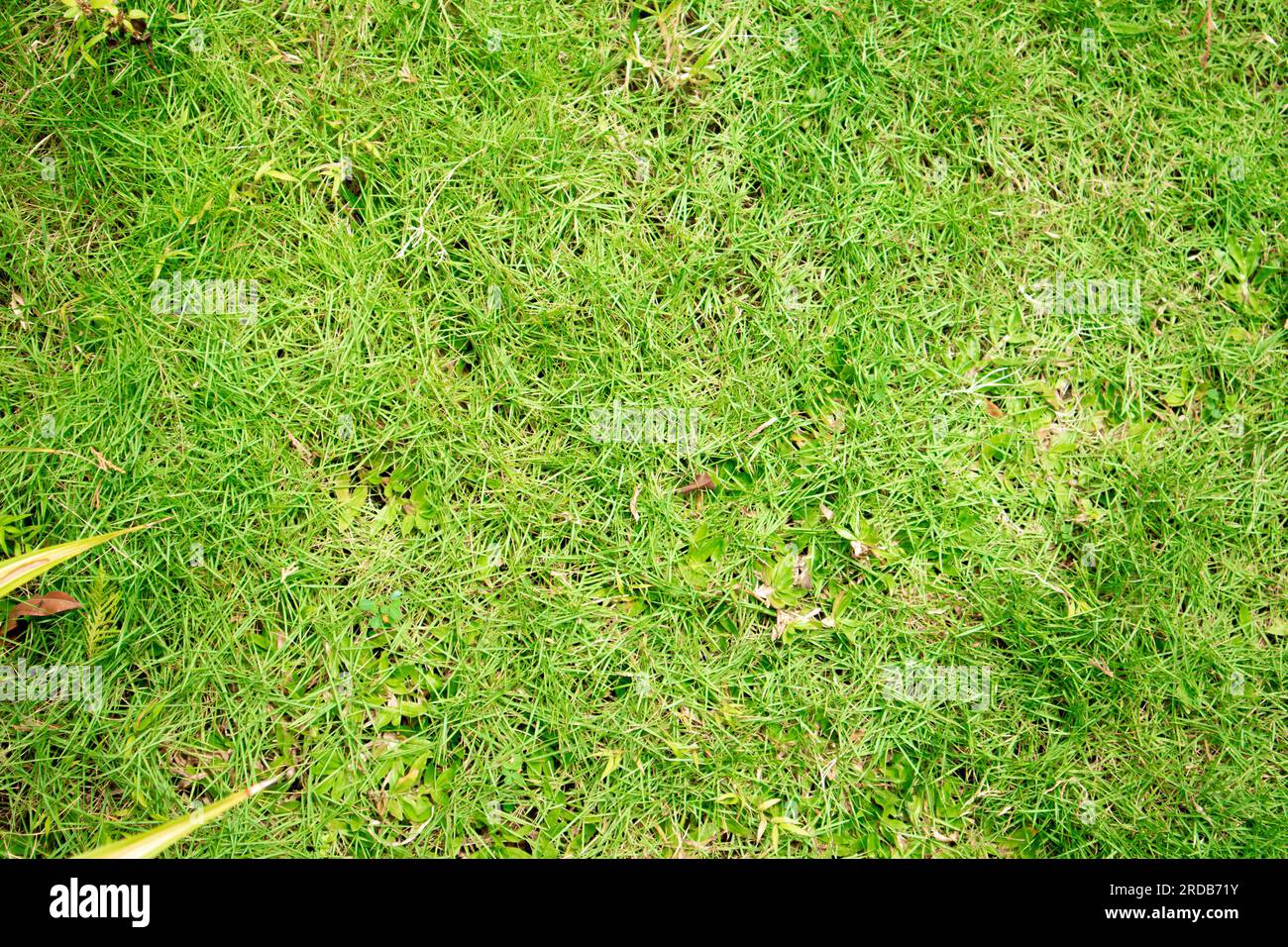 Sfondo verde con trama di erba. Primo piano di un campo di erba verde fresca. Foto Stock