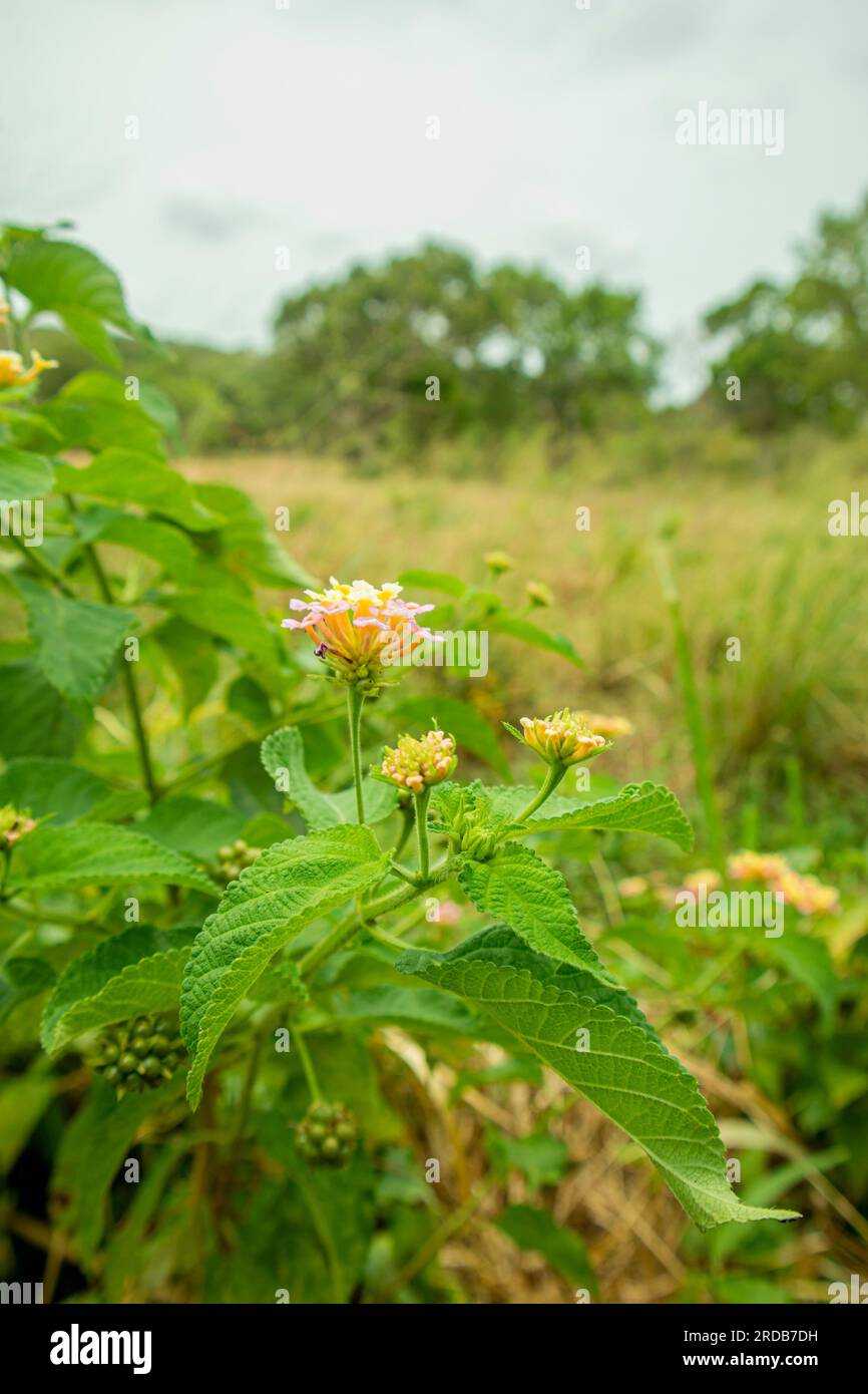 Fiore di Lantana camara in giardino. (Lantana camara) Foto Stock