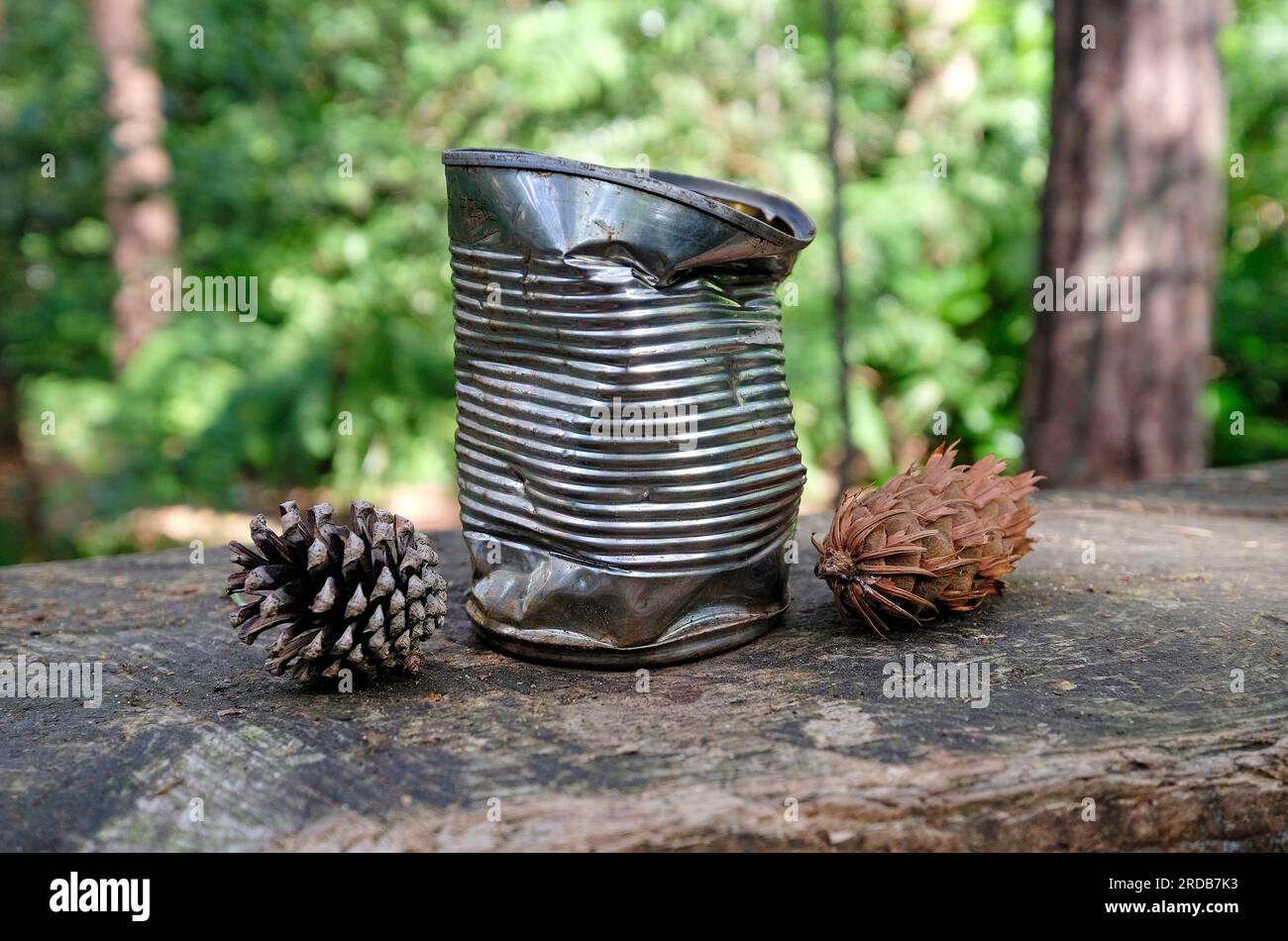 lattina di stagno metallico ammaccata su scaffale in legno in ambiente boschivo, norfolk, inghilterra Foto Stock