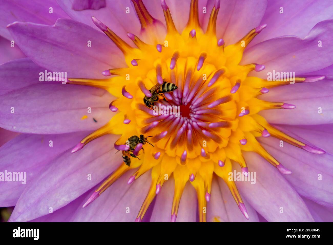 Fiore di loto viola con api sui petali da vicino, fiore di loto viola nello stagno. Bellissimo fiore di loto. Foto Stock