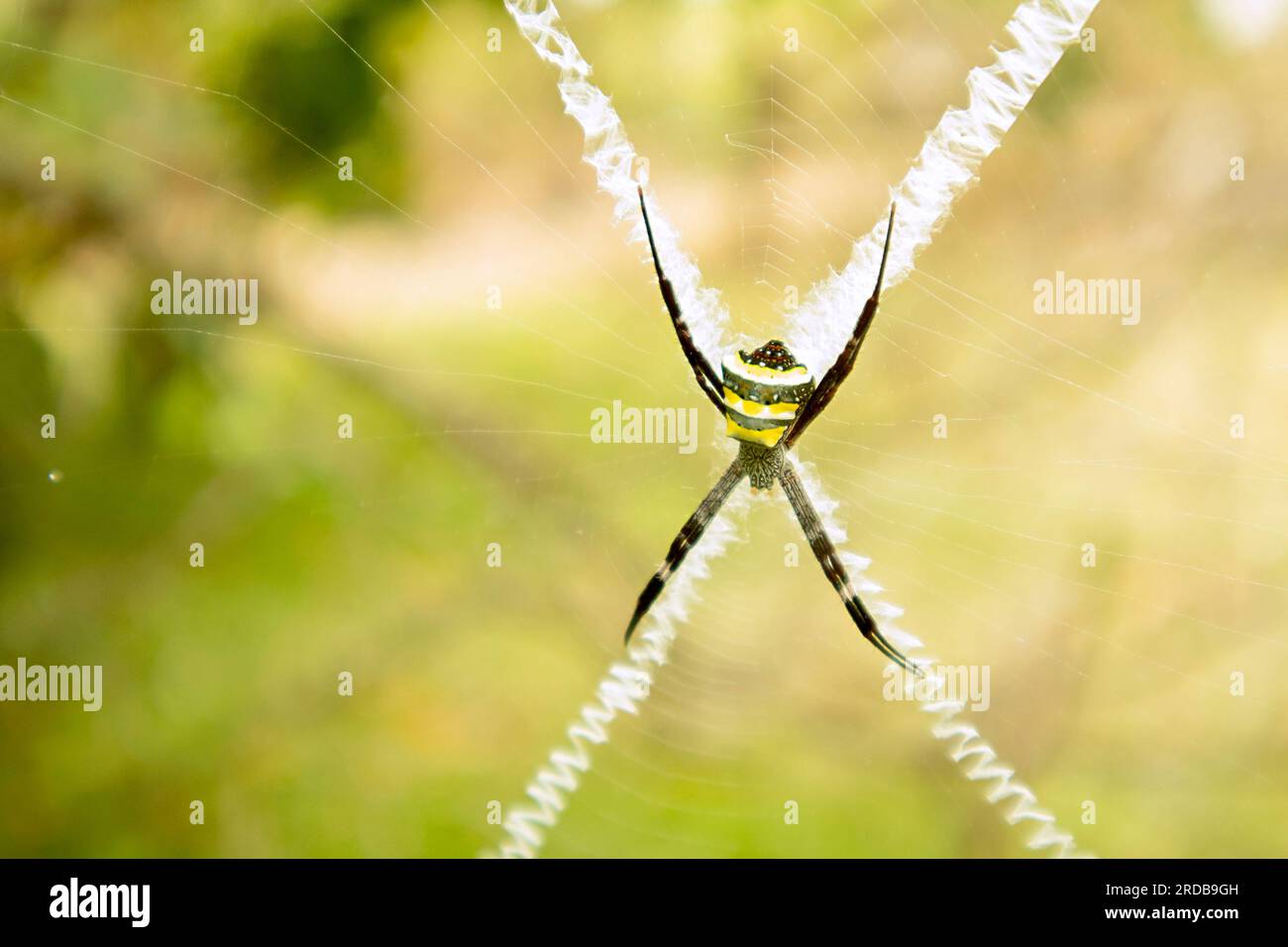 Ragno su una ragnatela di ragno nella foresta. Macro fotografia della natura. Foto Stock