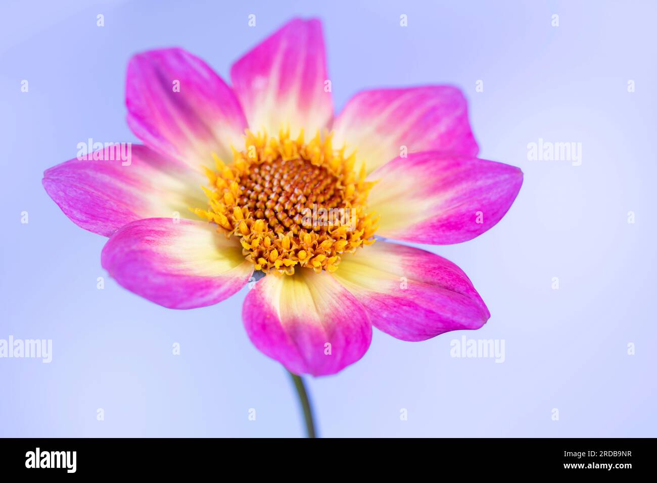 Una vista ravvicinata di uno spettacolare fiore di Dahlia giallo e bianco, fotografato su uno sfondo viola Foto Stock