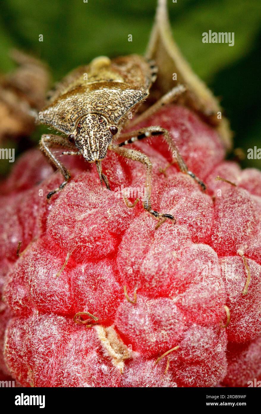 Shield-Bug per adulti che si nutrono di lampone, cimice che alimenta da vicino, foto di scorta Foto Stock