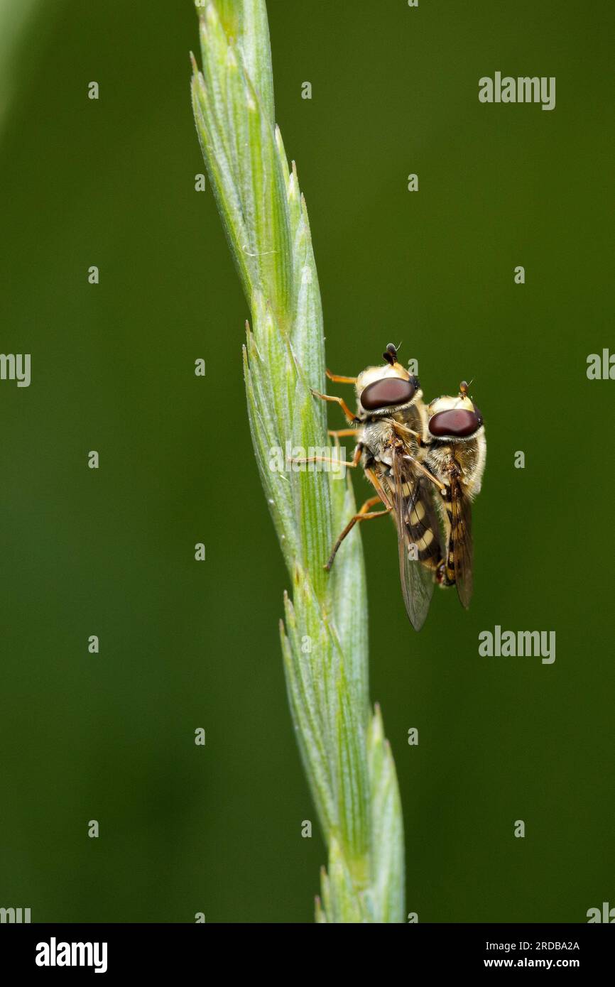 Eupeodes corollae si accoppia su una lama d'erba, spazio per il testo. sfondo isolato Foto Stock