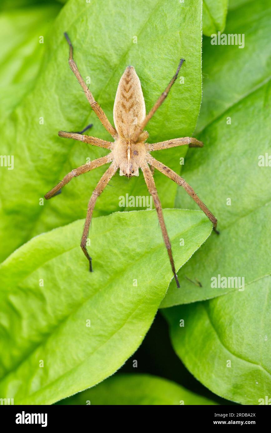 Vivaio ragno ( Pisaura mirabilis) seduto su una foglia verde. Foto macro vista dall'alto ragno per adulti, immagine stock. Foto Stock