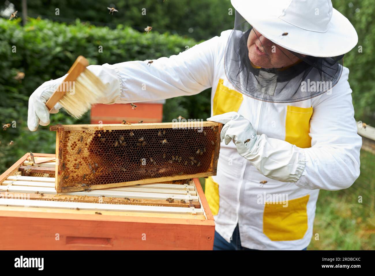 Apicoltore maschile anziano che utilizza una spazzola sulla struttura a nido d'ape nel giardino dell'apiario Foto Stock