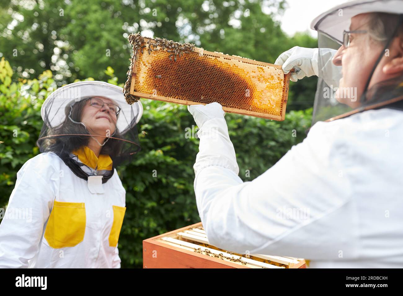 Coppia di apicoltori senior che analizza la struttura a nido d'ape nel giardino dell'apiario Foto Stock