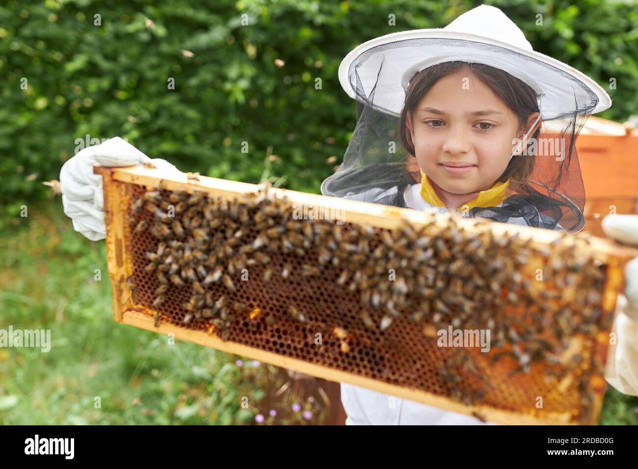 Ragazza che esamina la cornice a nido d'ape con api mellifere mentre si trova in piedi nel giardino dell'apiario Foto Stock