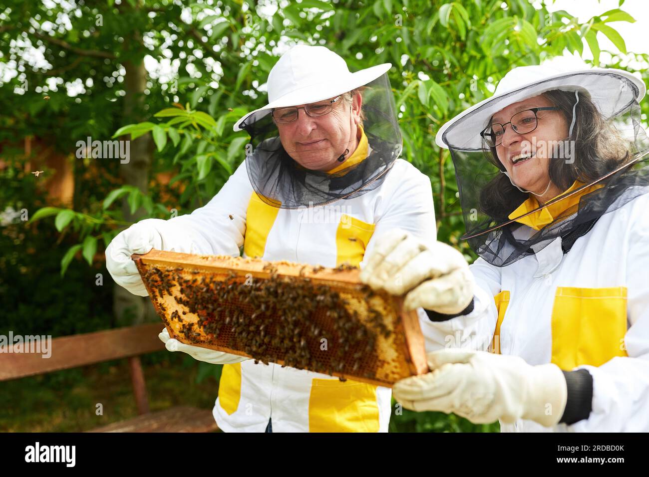 Apiarista anziano sorridente, femminile e maschile, che analizza la cornice a nido d'ape nel giardino dell'apiario Foto Stock