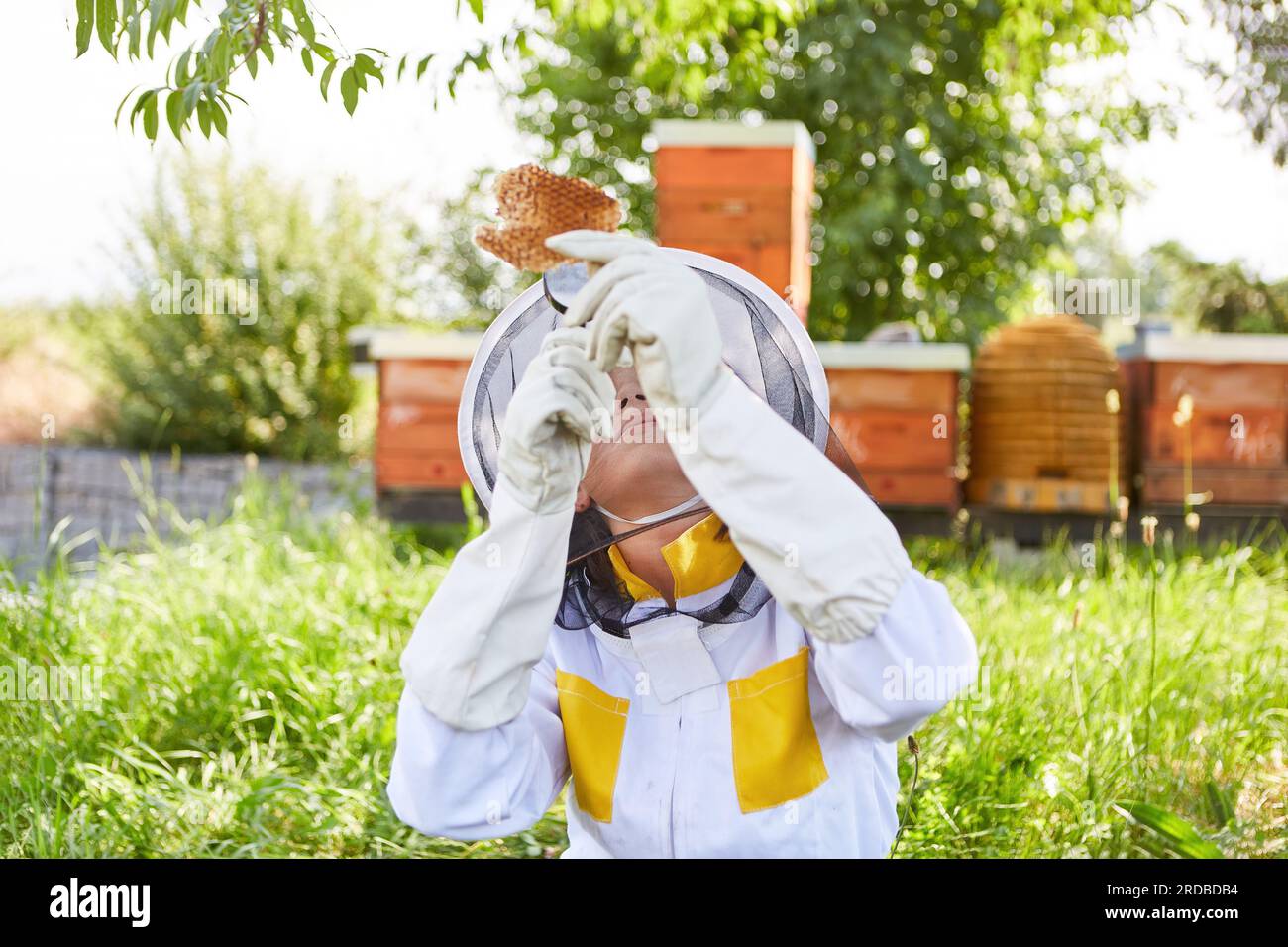 Ragazza che impara a fare l'apicoltore con la lente d'ingrandimento che analizza il favo a nido d'ape Foto Stock