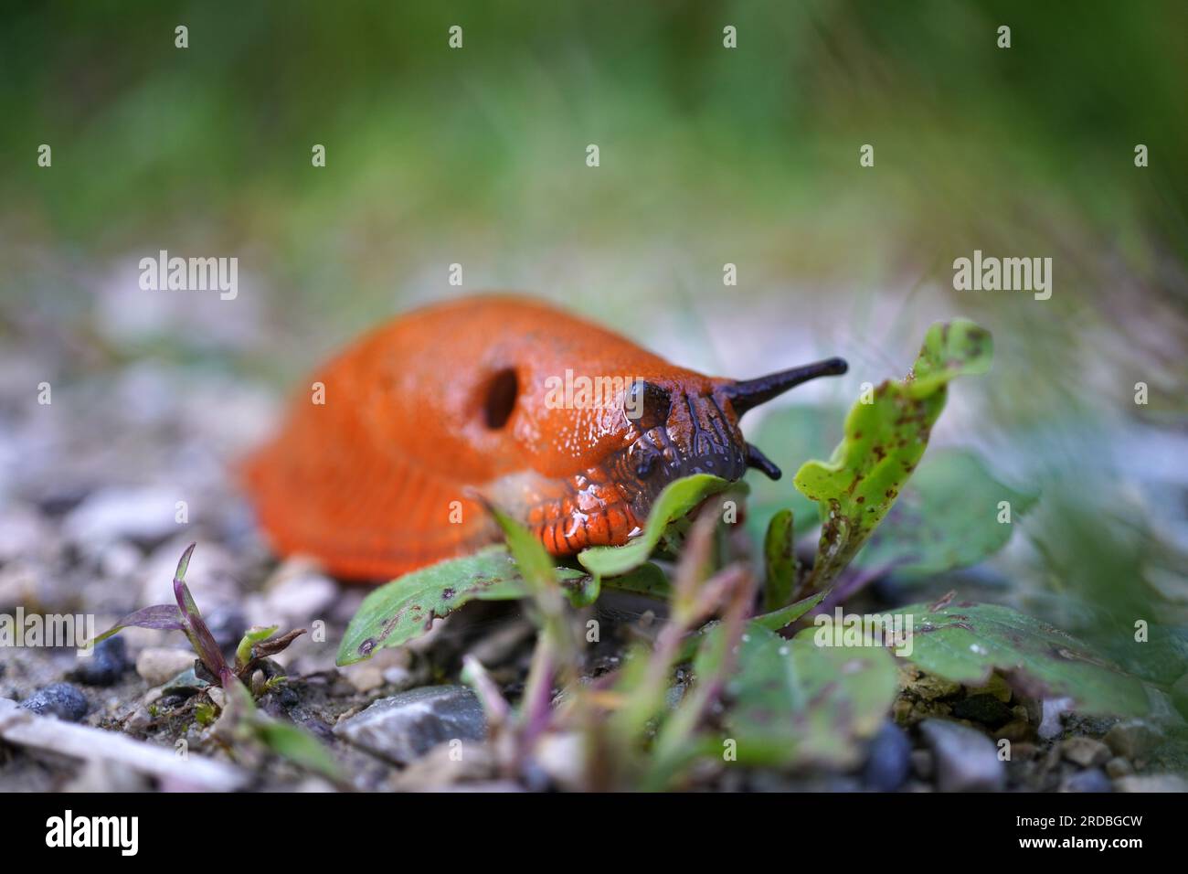 primo piano di una bella lumaca rossa (arion rufus) mentre mangia foglie Foto Stock