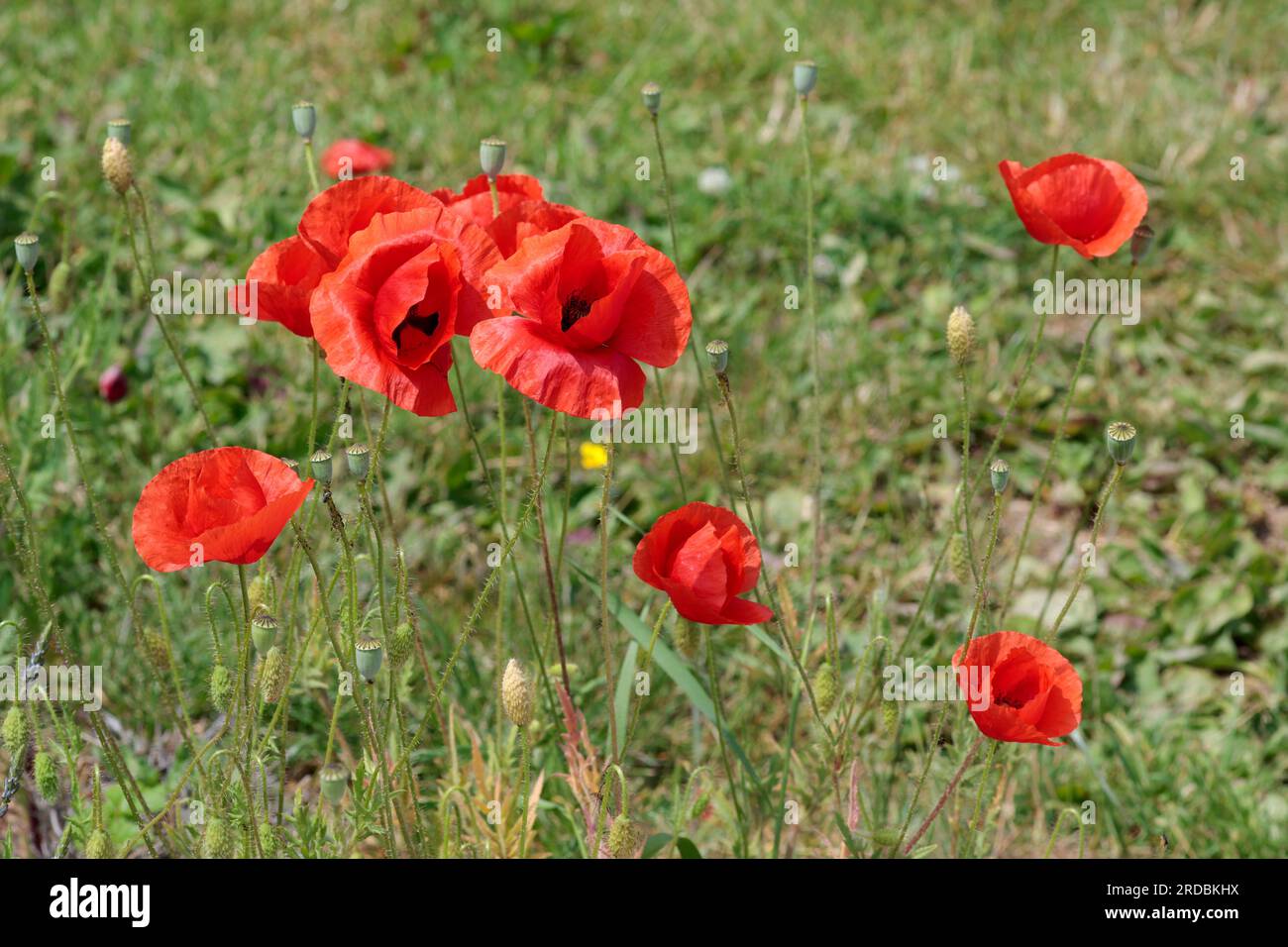 Papavero papavero rote, fiore selvatico rosso con centro scuro quattro grandi petali rossi di cremisi sovrapposti per stelo con capsula di semi ovoidi Foto Stock