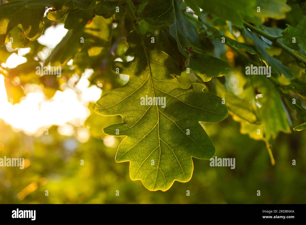 Sfondo di design autunnale con quercia nel tardo colorato pomeriggio durante il tramonto. Splendida alba al tramonto che brilla tra i rami di Oak Tree con c Foto Stock