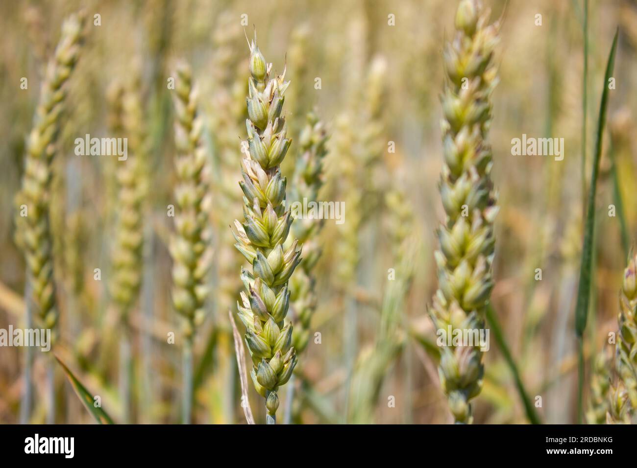 Primi piani delle orecchie Young Wheat. Orecchie di grano in natura su uno sfondo morbido e sfocato. Campo agricolo su cui coltivano cereali immaturi, frumento. Foto Stock