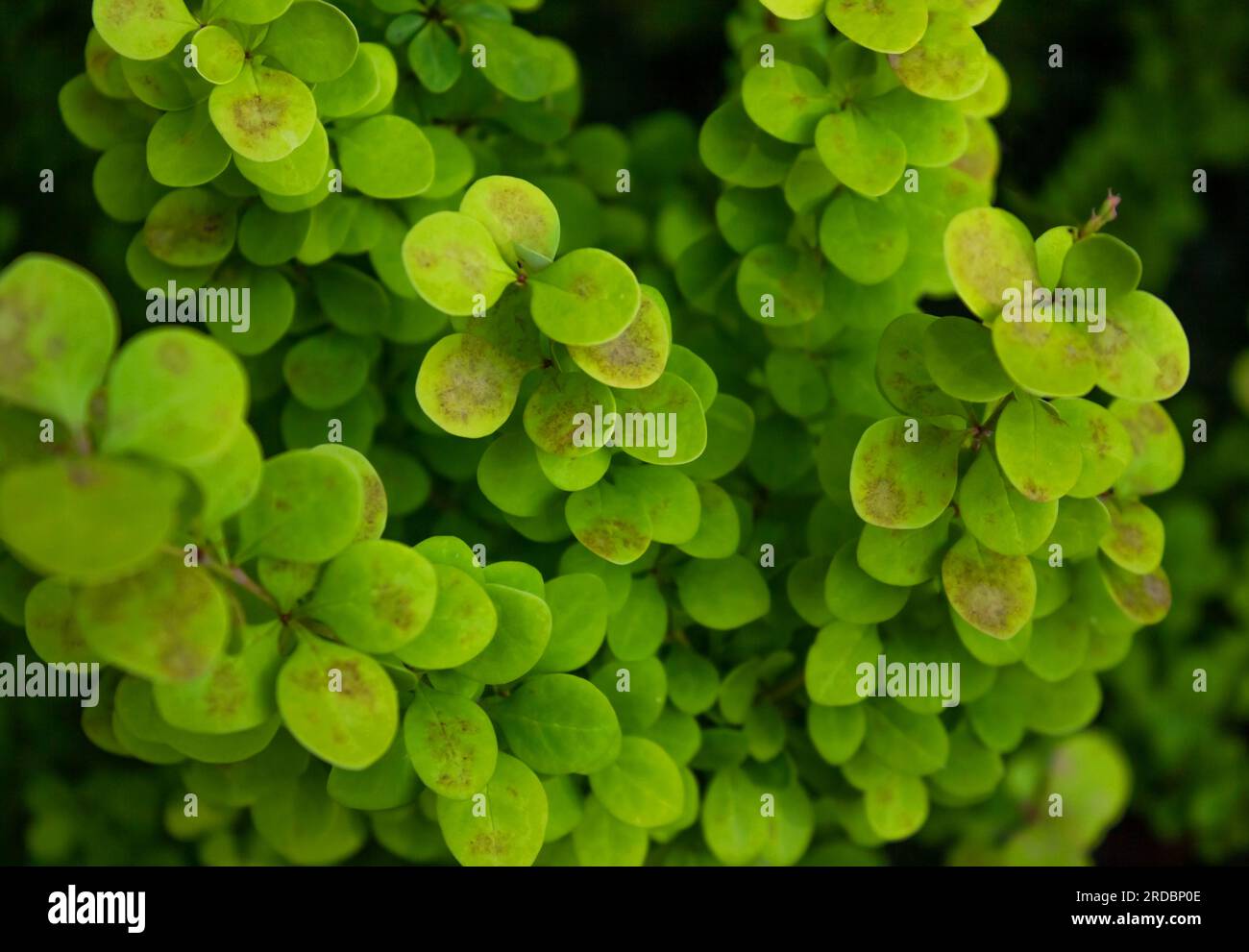 Barberry Thunberg cresce nel giardino. Albero verde che porta frutti. Bellissimi frutti di bosco dorati, decorazioni in giardino. Foto Stock