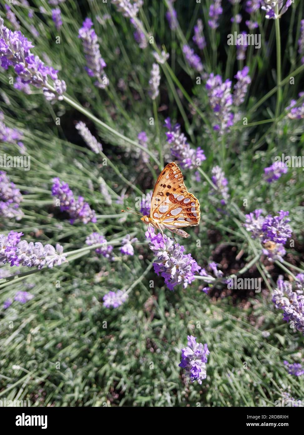 Farfalla sulla lavanda Foto Stock