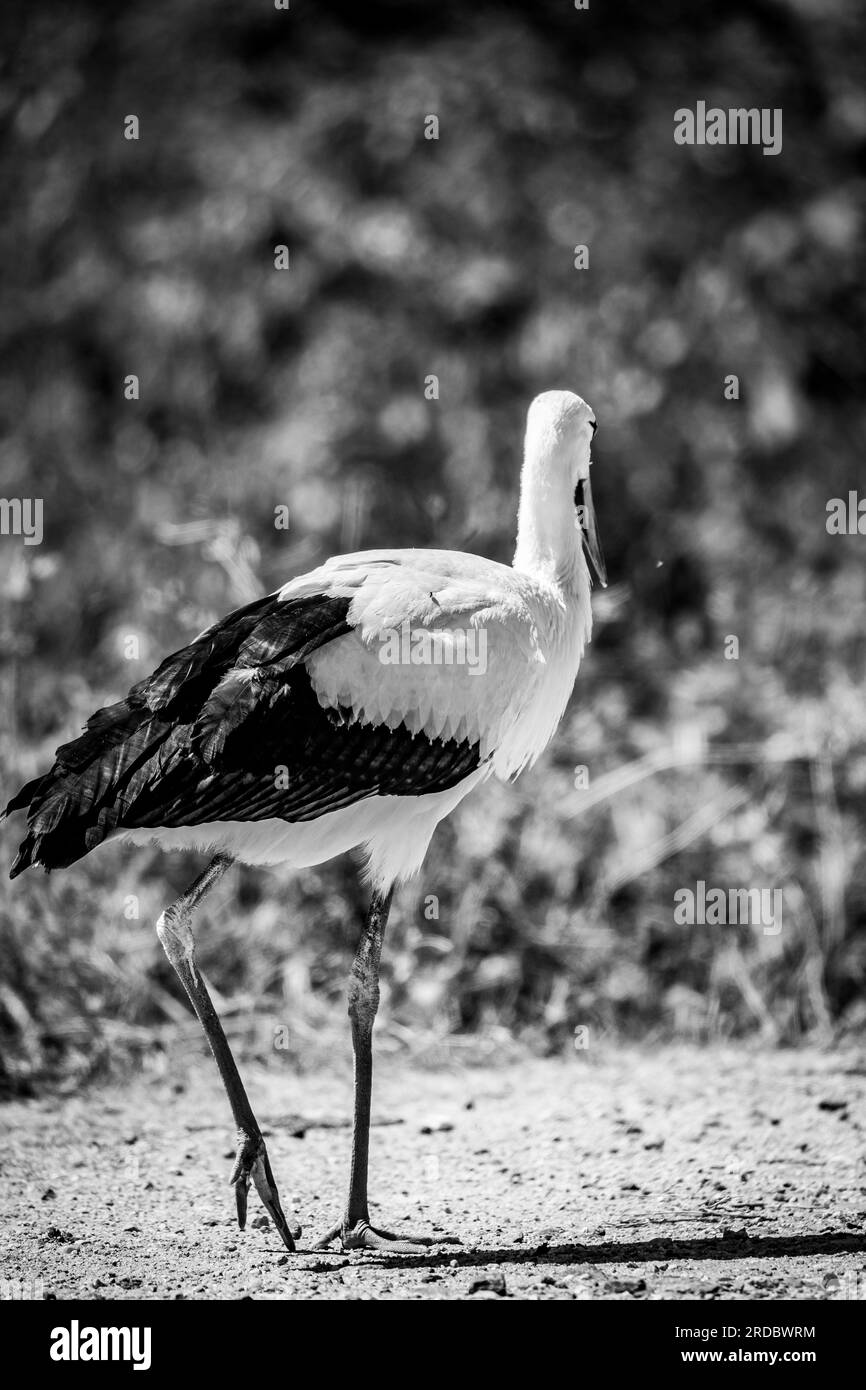 Scena di uccelli selvatici in bianco e nero, cicogne che si allontanano, profondità di campo selettiva poco profonda. Vicino al lago Kerkini, Grecia settentrionale Foto Stock