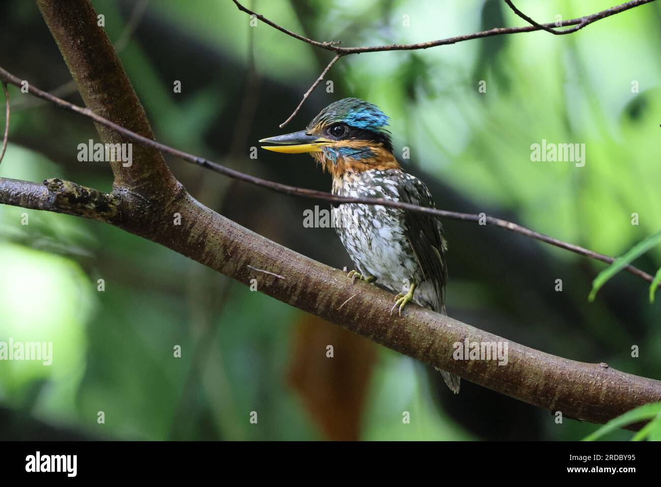 Legno maculato kingfisher (Actenoides lindsayi) nell'isola di Luzon, Filippine Foto Stock