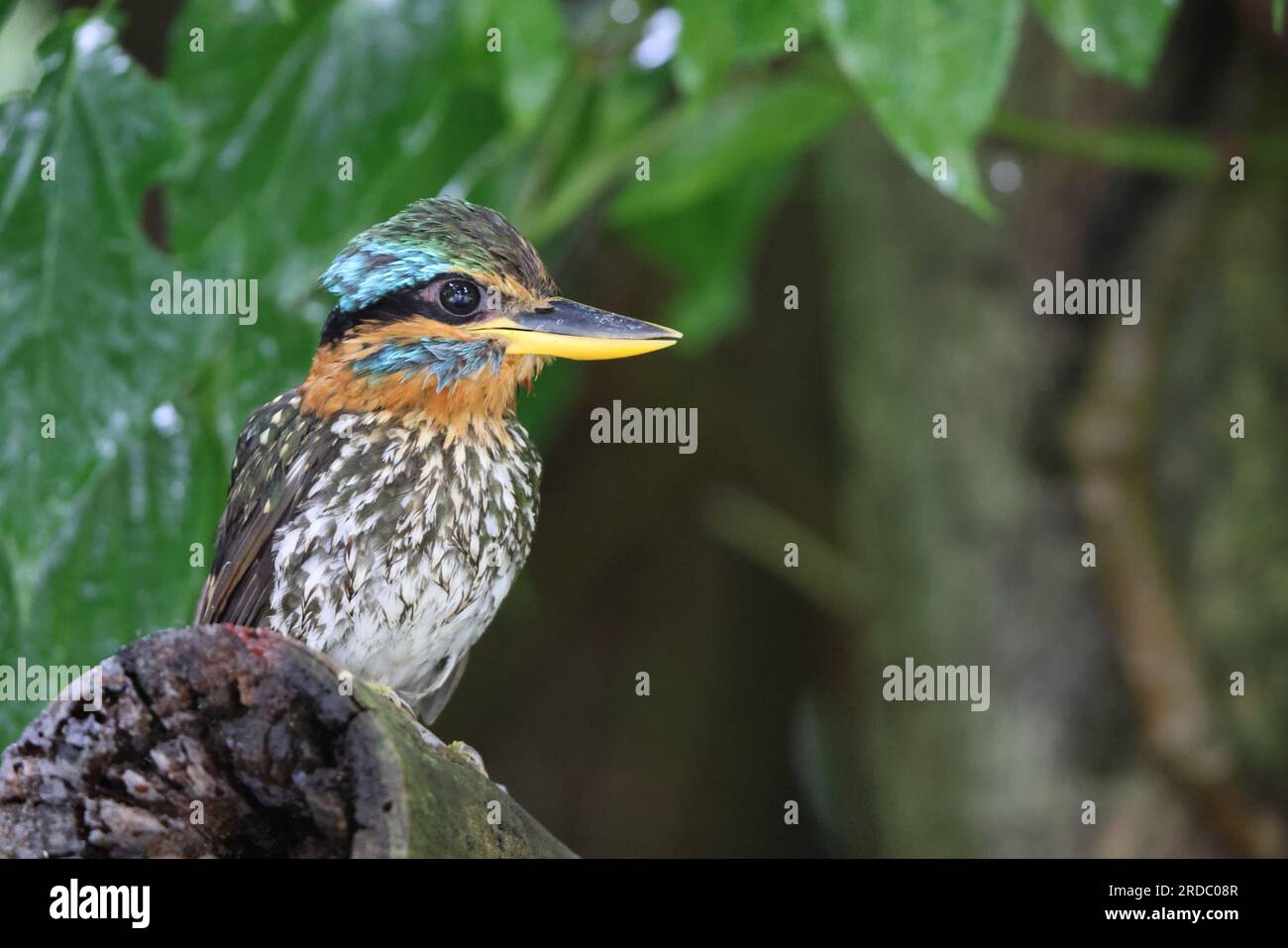 Legno maculato kingfisher (Actenoides lindsayi) nell'isola di Luzon, Filippine Foto Stock
