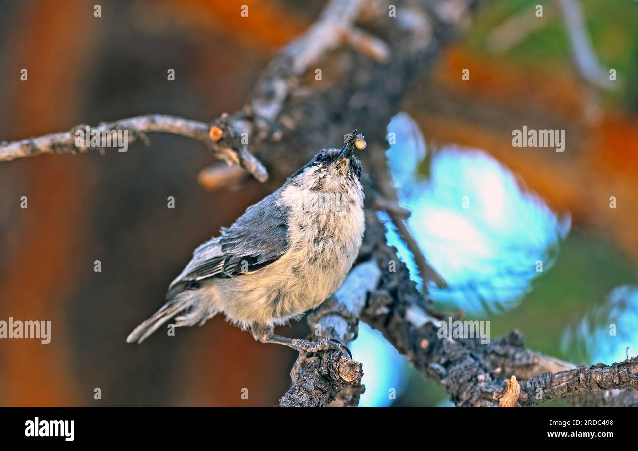 Pygmy Nuthatch che mangia un ragno in un albero nella Dixie National Forest nello Utah Foto Stock