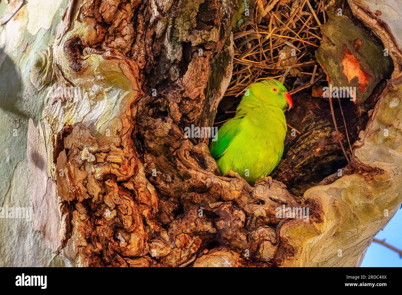 Siviglia, Spagna, Un piccolo uccello pappagallo verde nel buco di un tronco d'albero. Questi tipi di uccelli volano liberamente per la città. Foto Stock