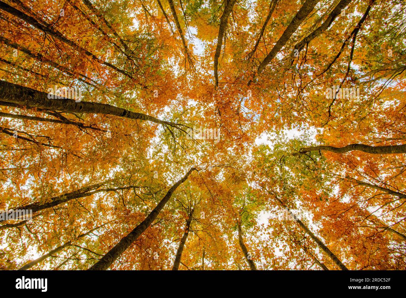 Foresta di autunno Foto Stock