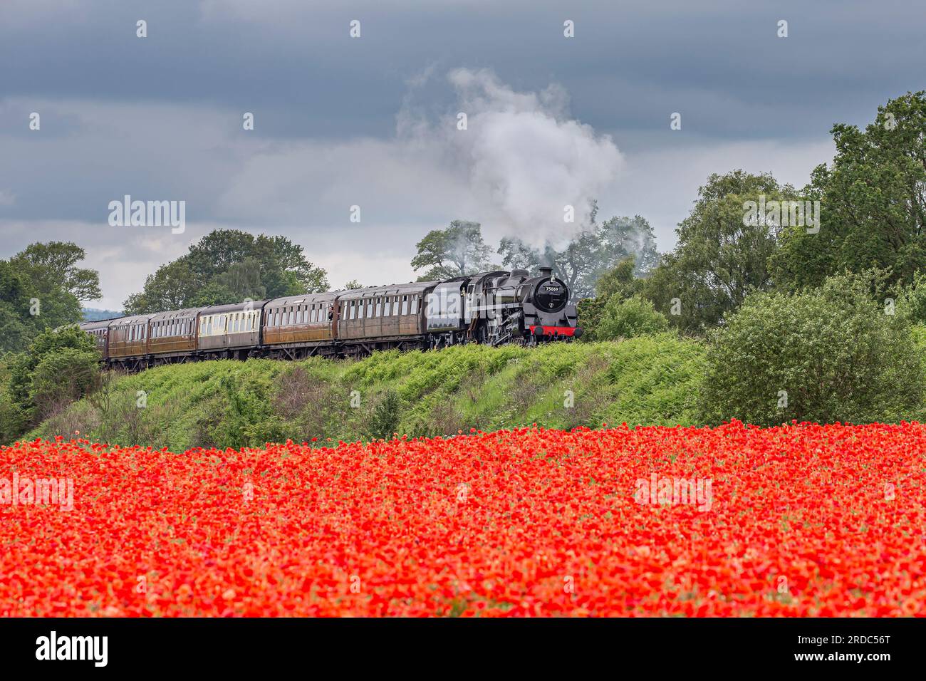 Treno a vapore britannico in movimento con carrozze che passano davanti a un bellissimo e vibrante campo di papaveri nella campagna estiva del Regno Unito. Foto Stock Treno a vapore britannico in movimento con carrozze che passano davanti a un bellissimo e vibrante campo di papaveri nella campagna estiva del Regno Unito. Foto Stock
