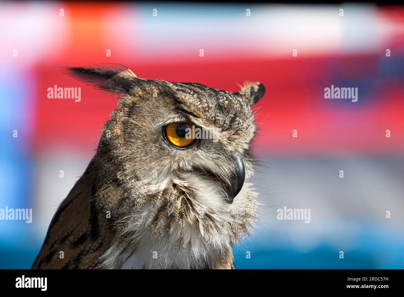 Primo piano dettagliato della testa di un gufo europeo prigioniero (Bubo bubo) con occhio e becco, seduto pazientemente a un evento estivo nel Regno Unito. Foto Stock