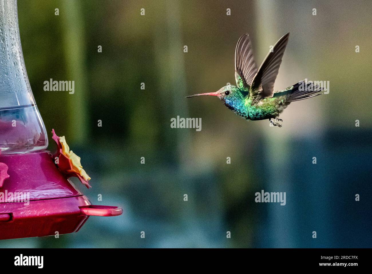 Colibrì a becco grosso in volo, Tucson, Arizona Foto Stock