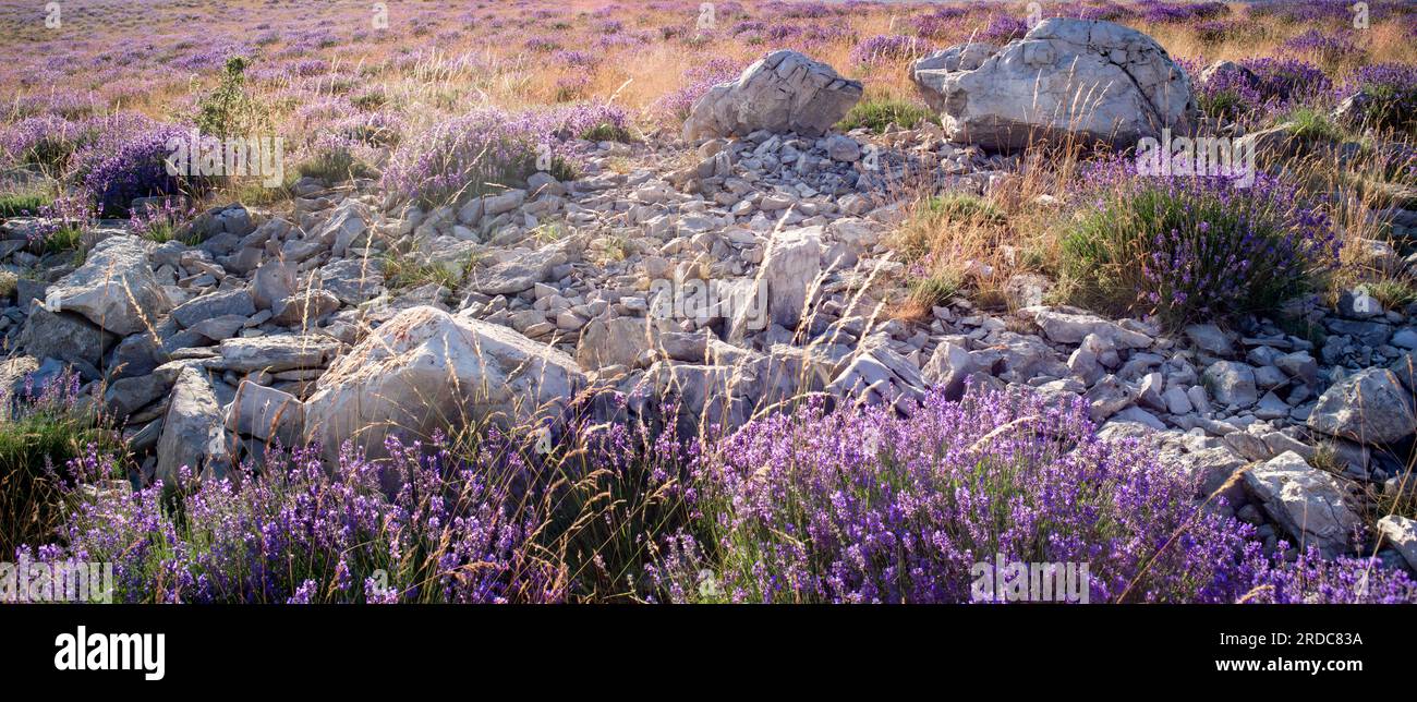 Campo di lavanda selvatica (lavandula angustifolia) in provenza Foto Stock