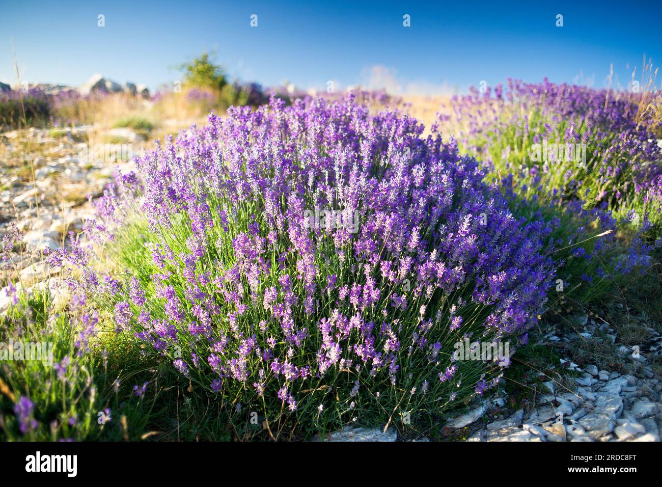 Vera lavanda (lavandula angustifolia) in provenza Foto Stock