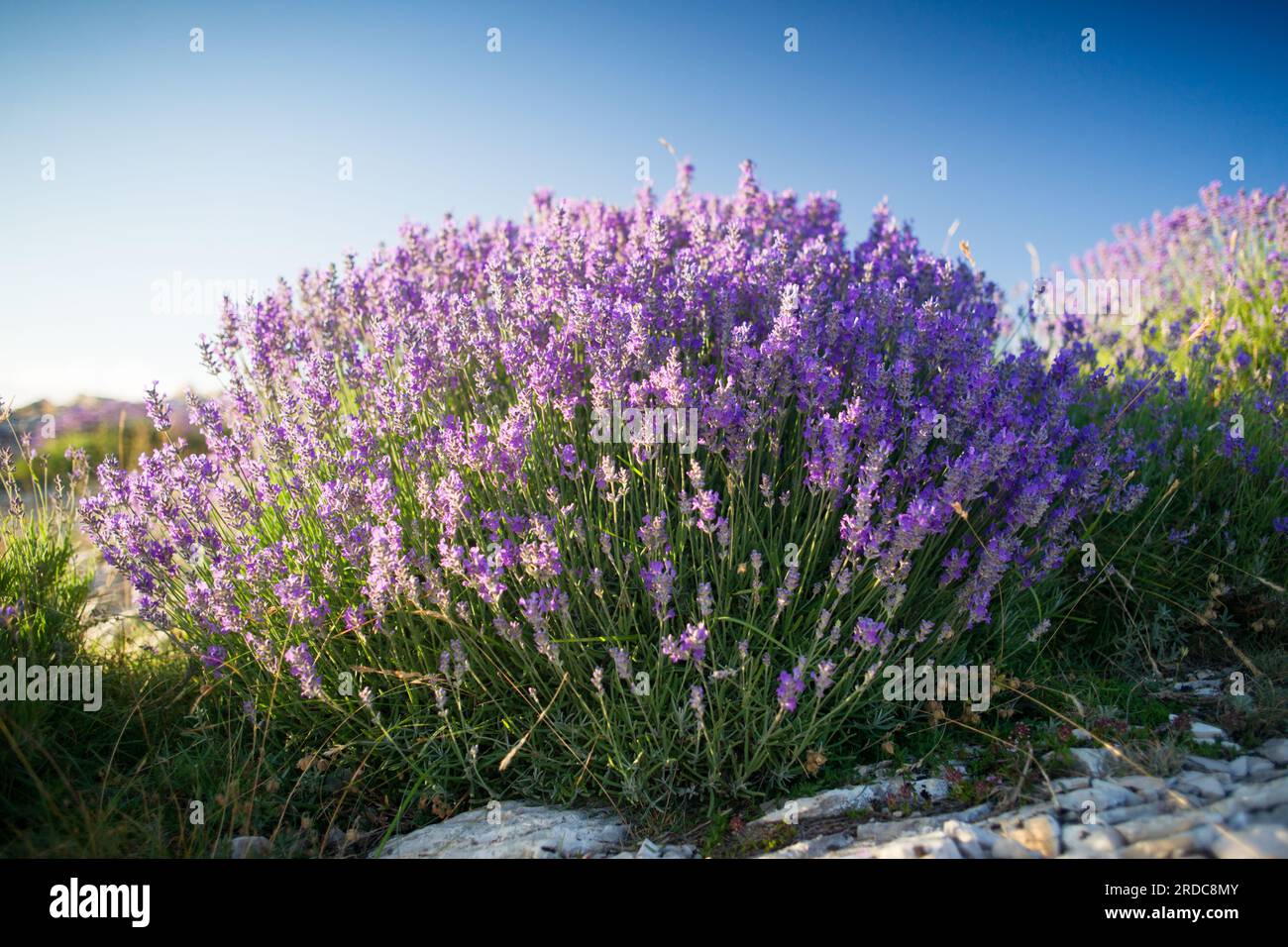 Vera lavanda (lavandula angustifolia) in provenza Foto Stock