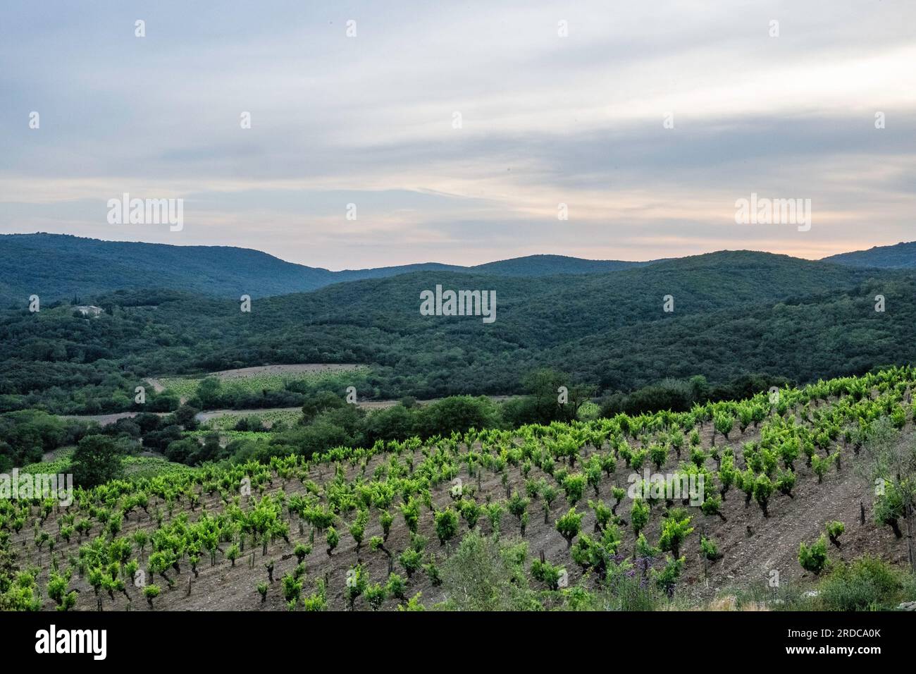 Domaine du Temple, Cabrières, Francia Foto Stock