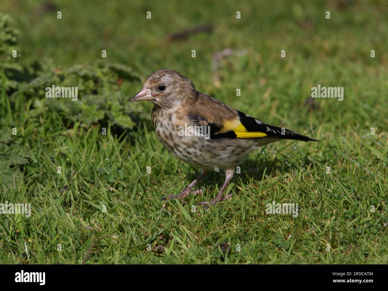 European Goldfinch (Carduelis carduelis) giovani in piedi su erba umida Eccles-on-Sea, Norfolk, Regno Unito. Settembre Foto Stock