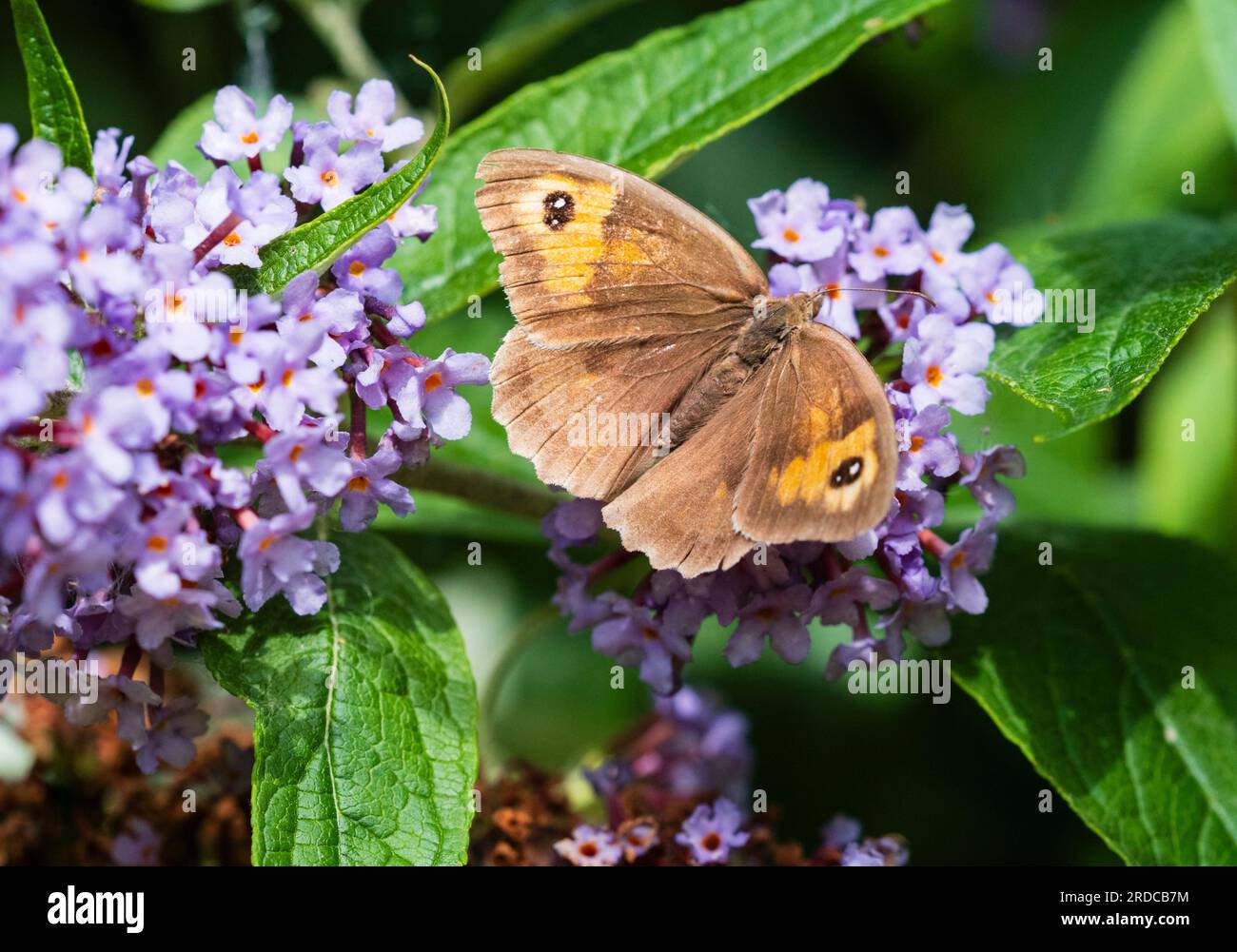 Femmina adulta farfalla UK marrone prato, Maniola jurtina, verso l'alto che mostra aberrazione doppia delle macchie oculate (bioculata) Foto Stock