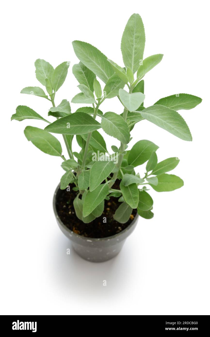 Salvia bianca fresca (Salvia apiana) Foto Stock