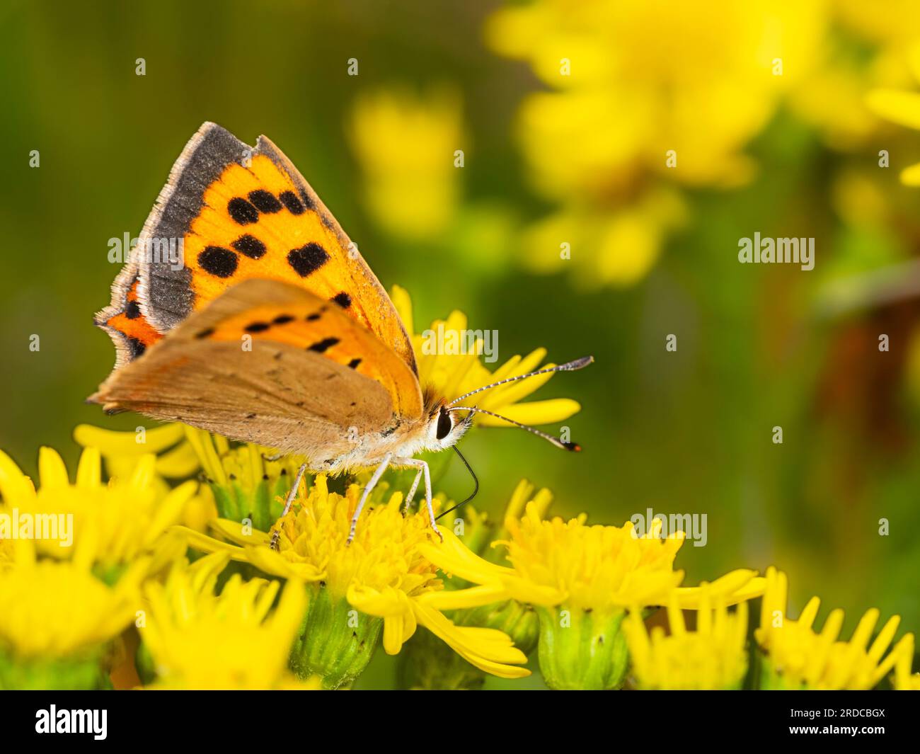 Piccola farfalla di rame arancione e nera, Lycaena phlaeas, che si nutre di ragwort, Senecio jacobaea, in una prateria del Regno Unito Foto Stock