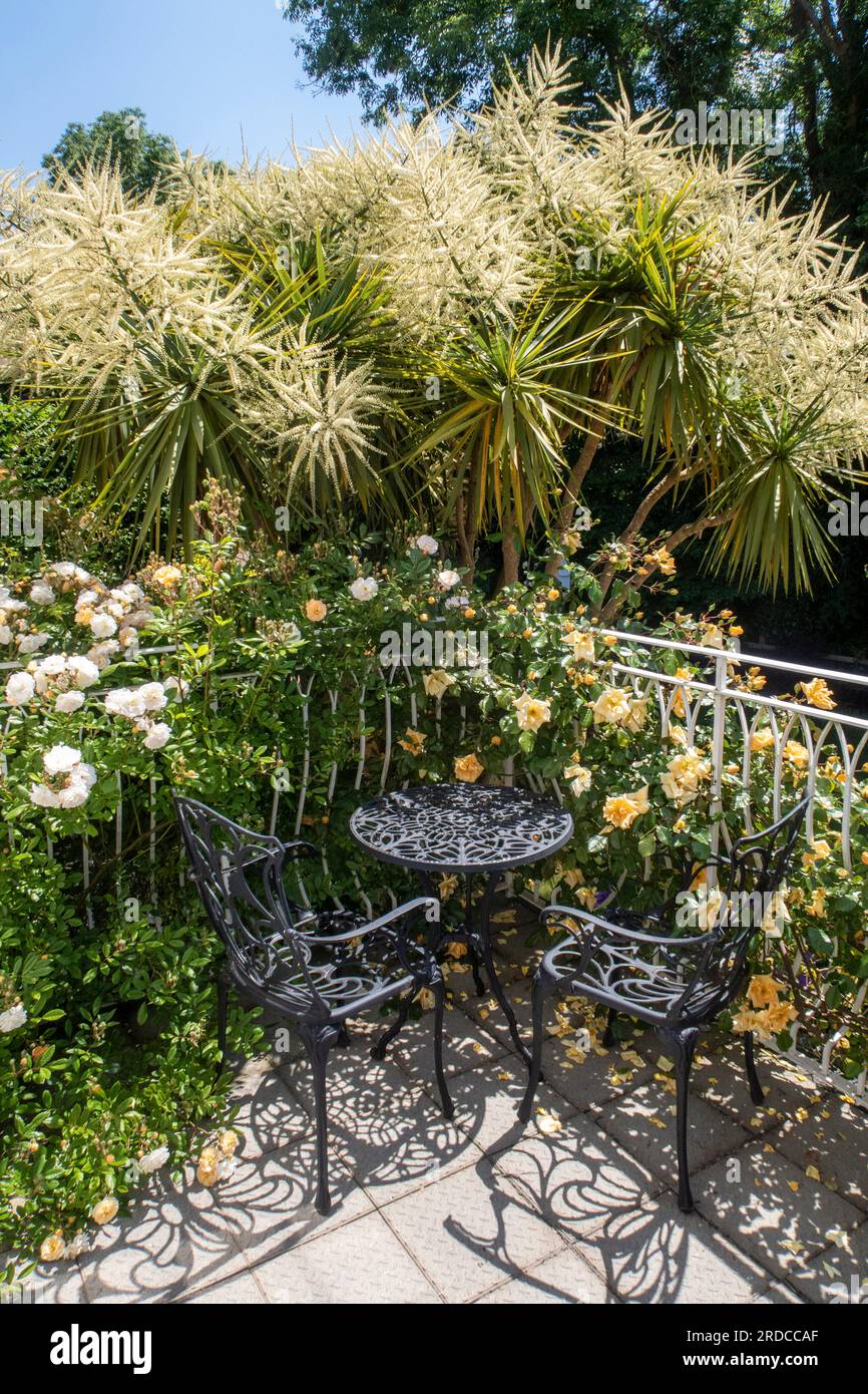 Tavolo e sedie su un balcone con rose (L) Ghislaine de Feligonde (ctr) cordyline australis in fiore e (R) rose Emily Gray Foto Stock