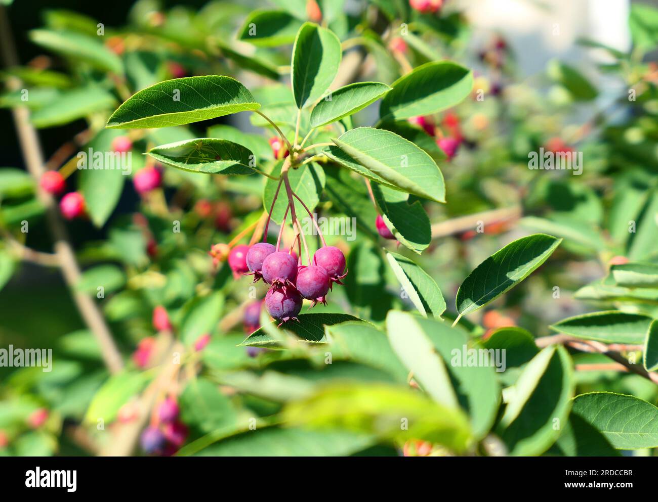 Bacche di Saskatoon. Rametto di alberi di Amelanchier con frutti viola. Foto Stock