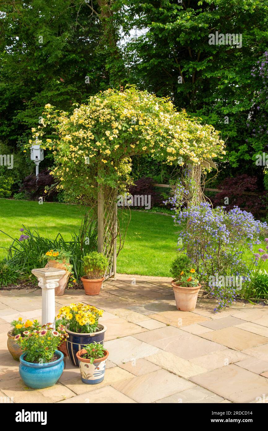 https://c8.alamy.com/compit/2rdcd14/rosa-senza-spina-lady-banks-rose-che-sale-su-un-arco-da-giardino-con-ceanothus-concha-blu-a-destra-2rdcd14.jpg