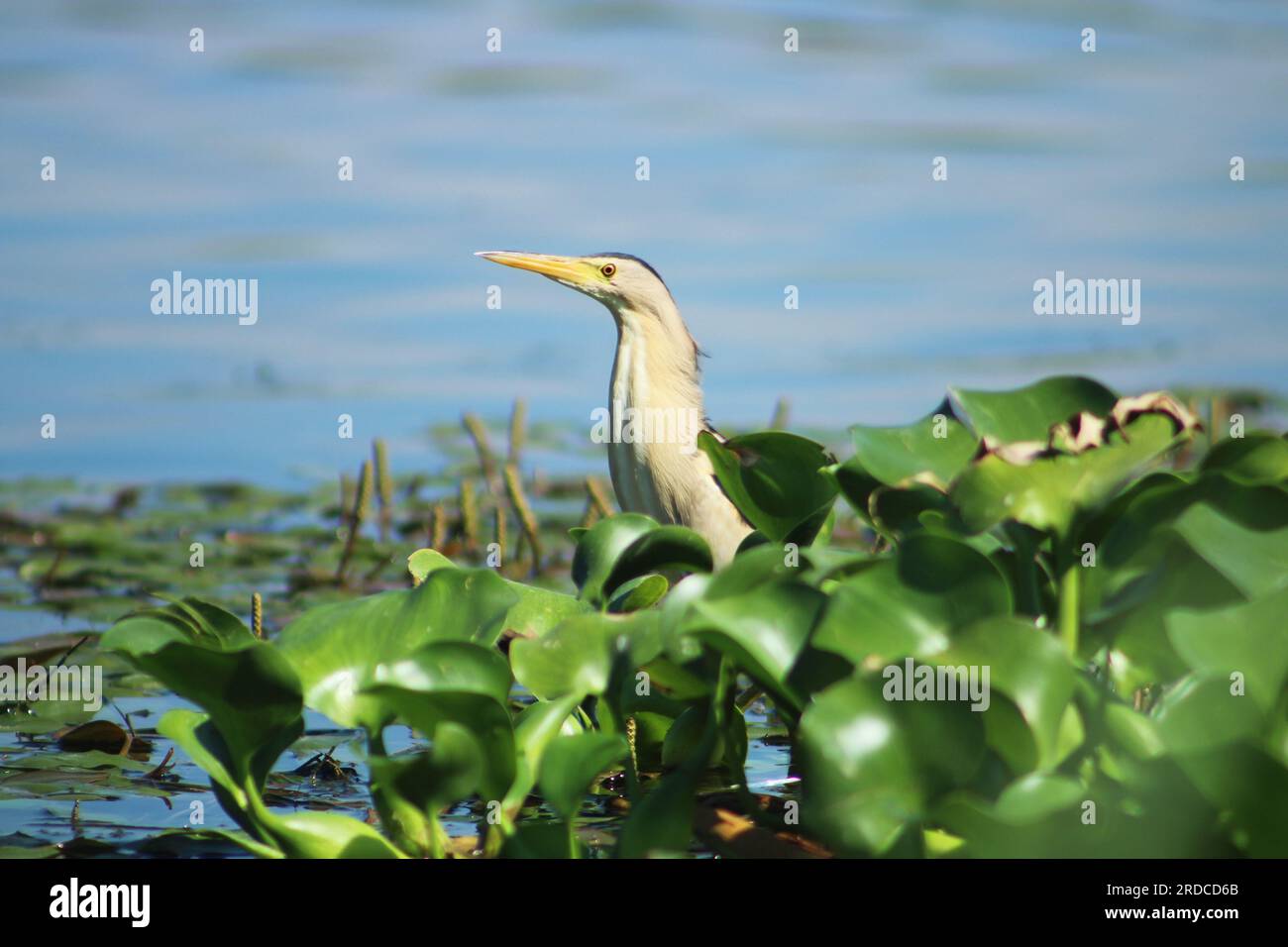 Little Bittern (Ixobrychus minutus) tra i giacinti d'acqua del fiume Asi. Concentrazione selettiva sull'uccello. Foto Stock