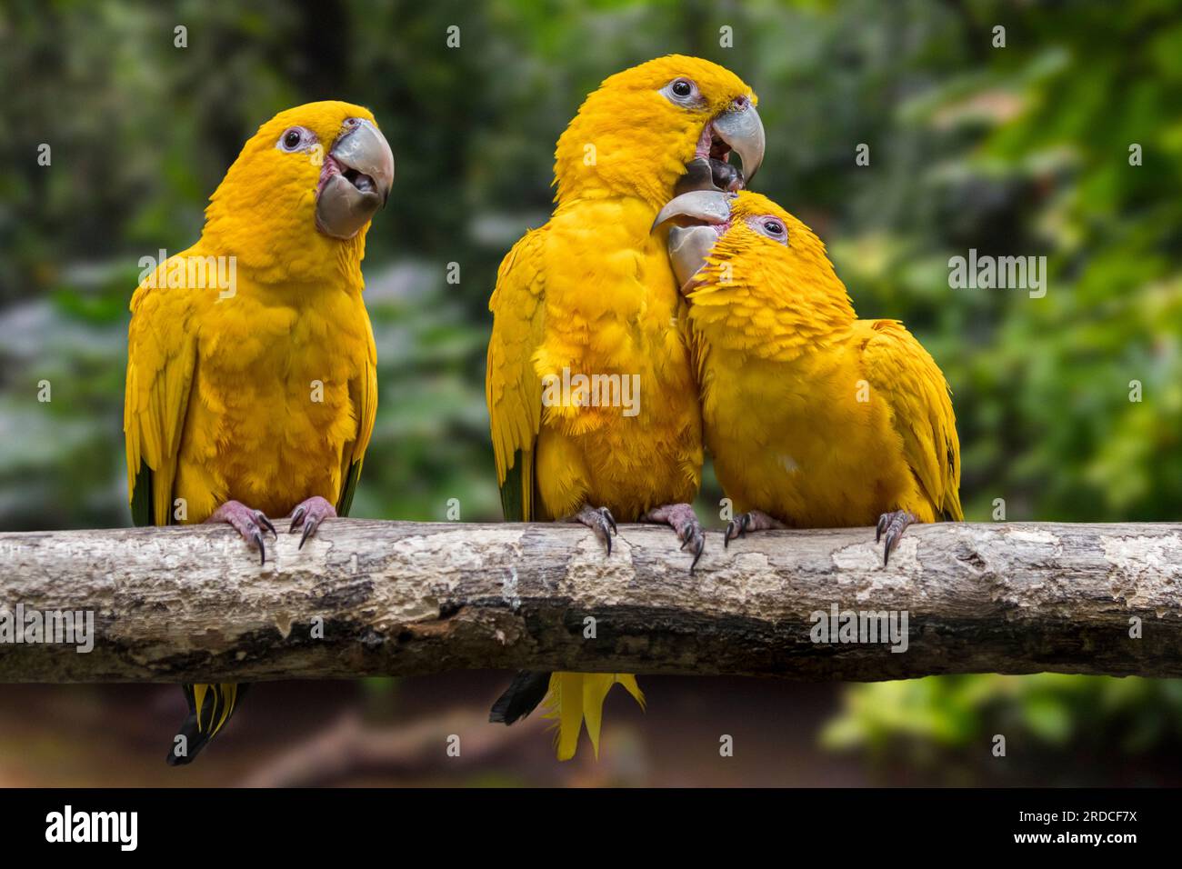 Tre pappagalli dorati/conure dorate (Guaruba guarouba) arroccati su un albero, pappagallo neotropicale originario del bacino amazzonico dell'interno del Brasile settentrionale Foto Stock