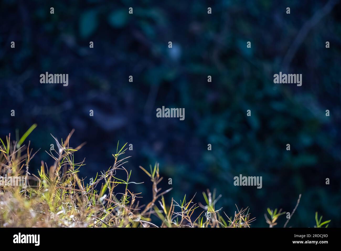 erba autunnale su sfondo blu più scuro Foto Stock