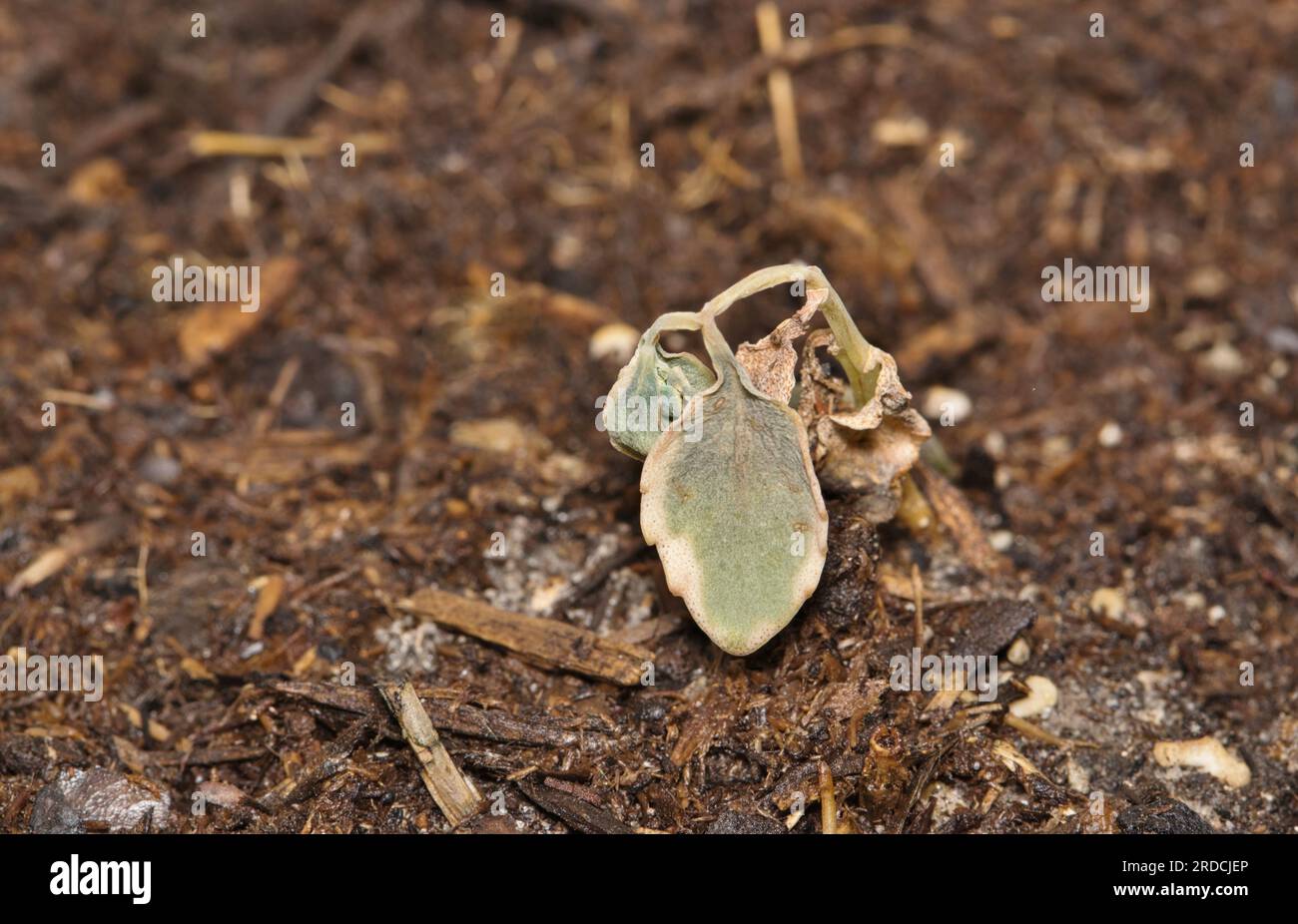Piccolo impianto Sedum Dream Dazzler selvaggio in terreno per inscatolamento con spazio di copia. Impianto morente in condizioni di caldo estivo e siccità. Foto Stock